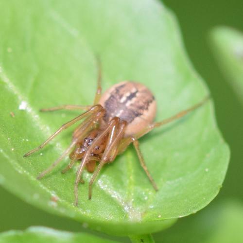 Réf. 316 492 : Pachygnatha clercki